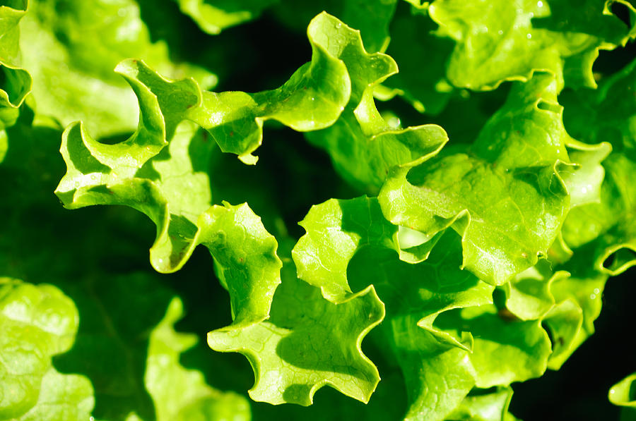 Spring Photograph - Lettuce by Connie Cooper-Edwards