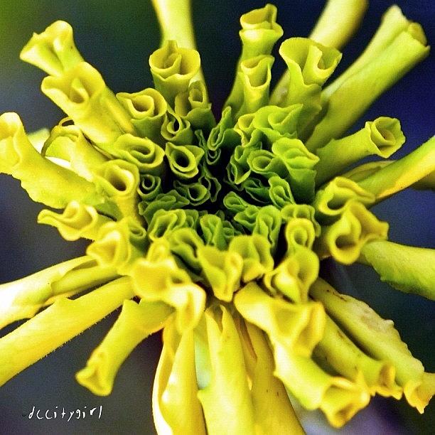 Lettuce Photograph - Lettuce Entertain You by Dccitygirl WDC