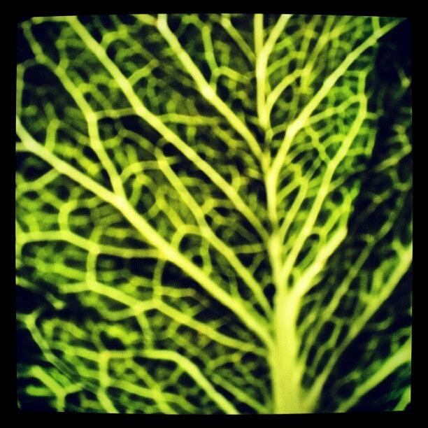 Lettuce Photograph - Lettuce. #green #vegetable #lettuce #art by Jess Gowan