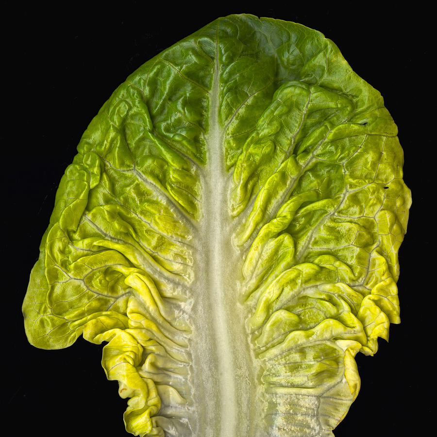 Lettuce Photograph by Tim Fleming Fine Art America