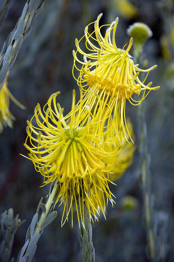 Flower Photograph - Leucospermum Reflexum Flowers by Bob Gibbons