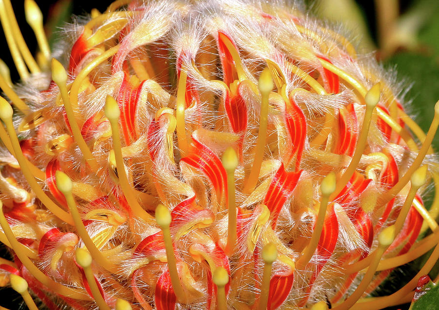 Leucospermum Photograph by Tony Brown