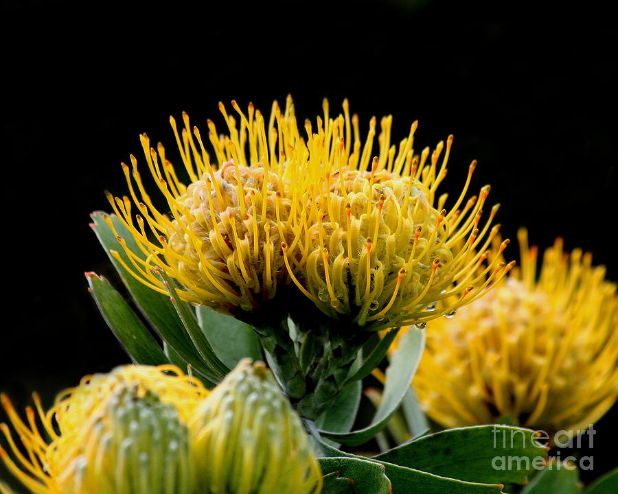 Leucospermum Veldfire Flower by Wingsdomain Art and Photography