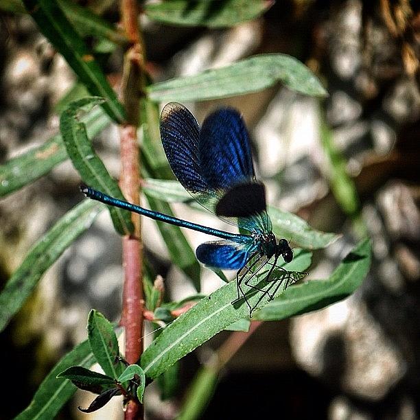 Animal Photograph - Libellula - Dragonfly #animal #animals by Riccardo Rossi