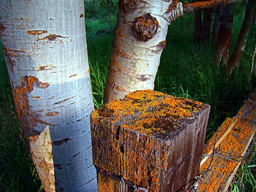 Lichen and Aspen Photograph by Nick Kloepping