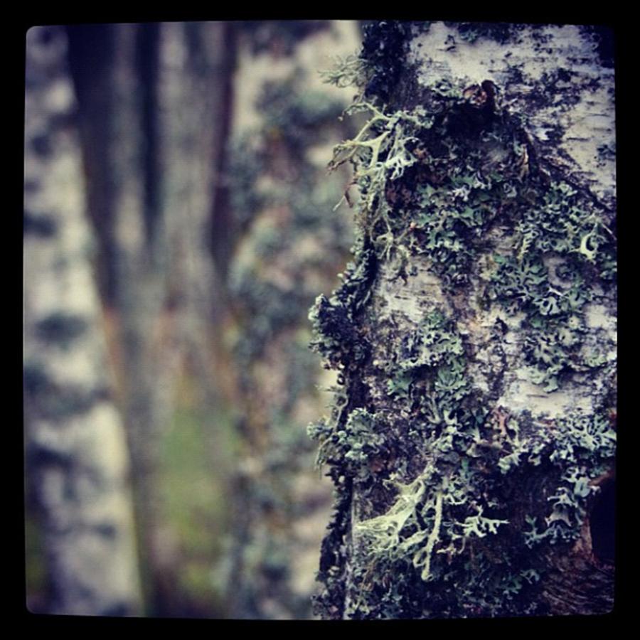 Lichen Photograph by Chris Jones