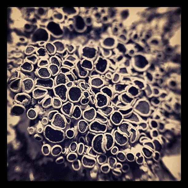 Macro Photograph - Lichen by Dave Edens
