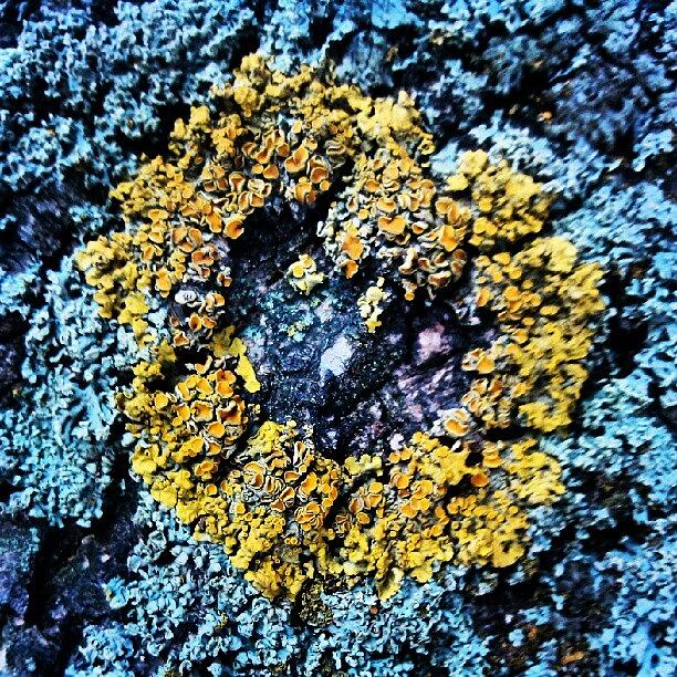 Nature Photograph - #lichen #heart #nature #naturalshapes by Pete Carr