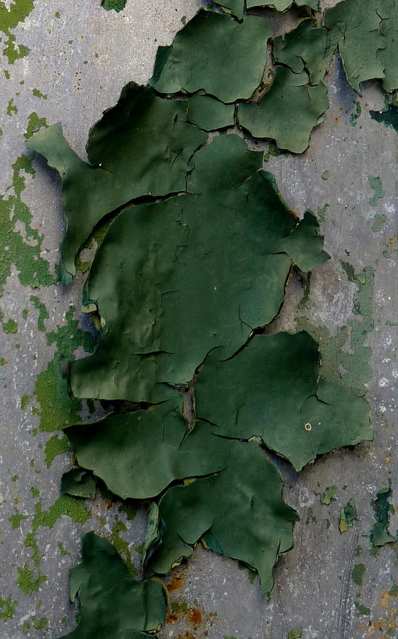 Lichen-like Paint Photograph by Carla Parris
