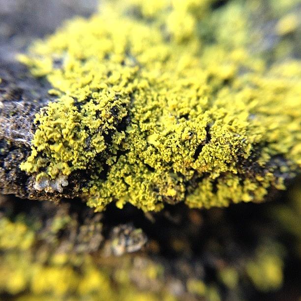 Macro Photograph - #lichen #macro #rosemontpreserve by Raul Roa
