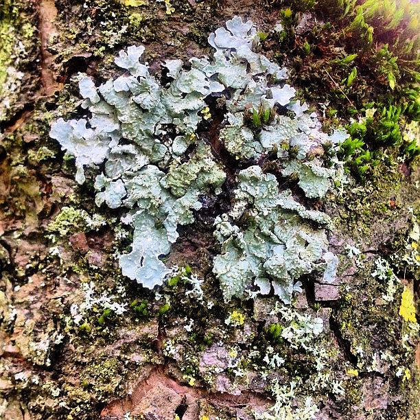 Lichen Photograph - Lichen on Bark by Nic Squirrell