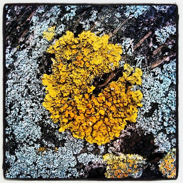 Tree Photograph - Lichen On Tree #lichen #tree #bark by Pete Carr