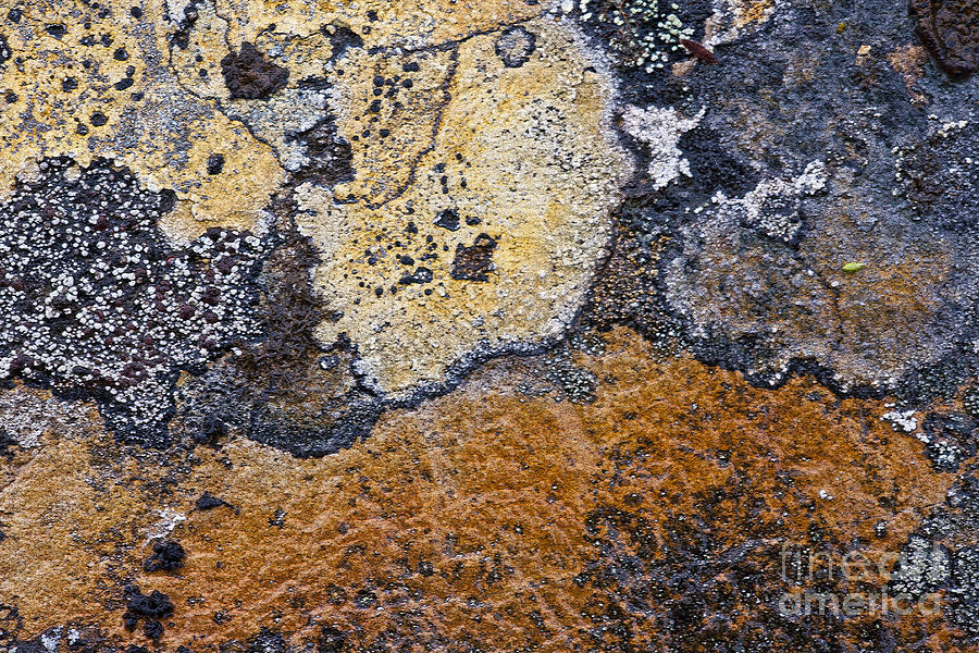 Lichen Pattern Series - 19 Photograph by Heiko Koehrer-Wagner