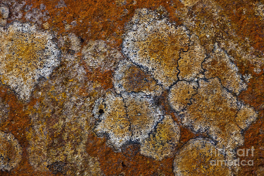 Lichen Pattern Series - 8 Photograph by Heiko Koehrer-Wagner