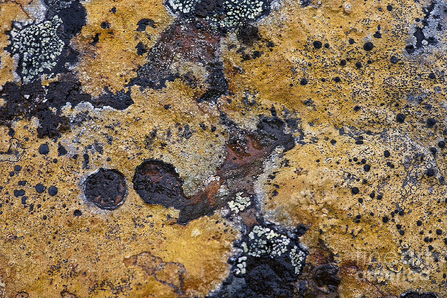 Lichen Pattern Series - 10 Photograph by Heiko Koehrer-Wagner