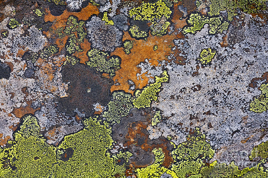 Lichen Pattern Series - 15 Photograph by Heiko Koehrer-Wagner