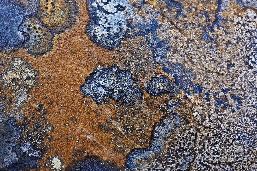 Lichen Pattern Series - 35 Photograph by Heiko Koehrer-Wagner