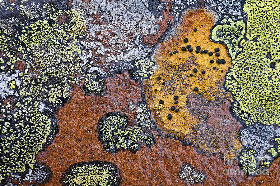 Lichen Pattern Series - 36 Photograph by Heiko Koehrer-Wagner