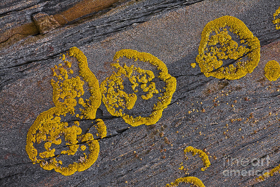 Lichen Pattern Series - 52 Photograph by Heiko Koehrer-Wagner