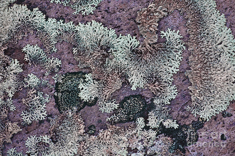 Lichen Pattern Series - 57 Photograph by Heiko Koehrer-Wagner