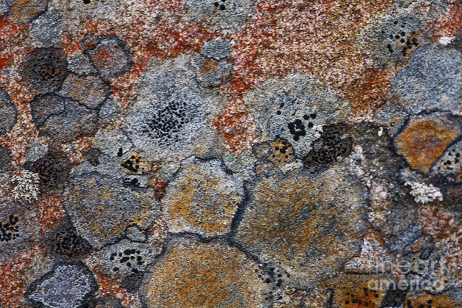 Lichen Pattern Series - 6 Photograph by Heiko Koehrer-Wagner