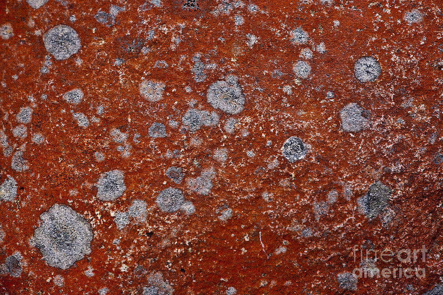 Lichen Pattern Series - 9 Photograph by Heiko Koehrer-Wagner