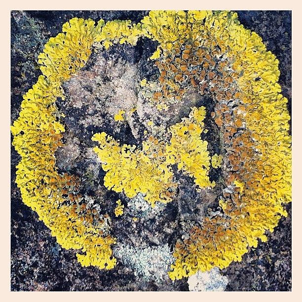 Instagram Photograph - #lichen #rocks #moss #instagram by Colette Grigg