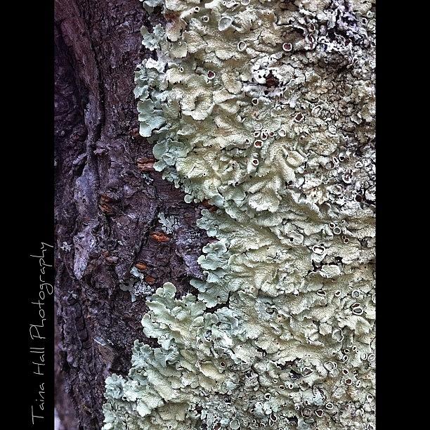 Igers Photograph - Lichen by Taina Hall