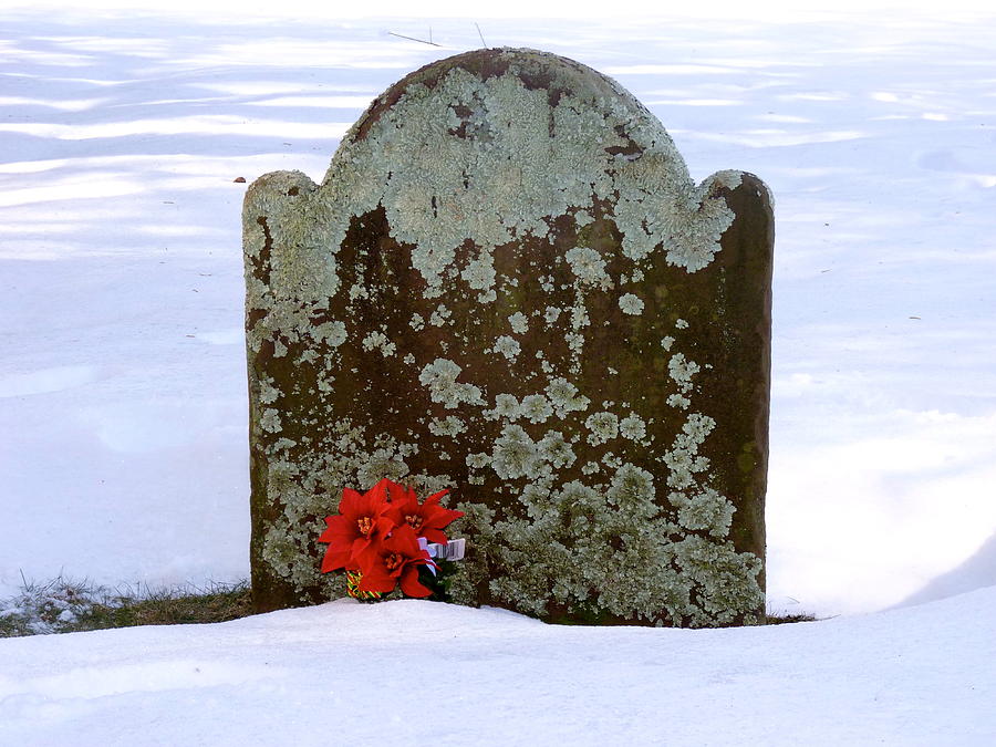 Christmas Photograph - Lichen Tombstone by Catherine Conroy