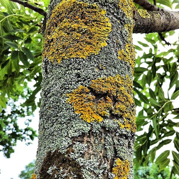 Nature Photograph - #lichen #tree #green #yellow #nature by Boo Mason