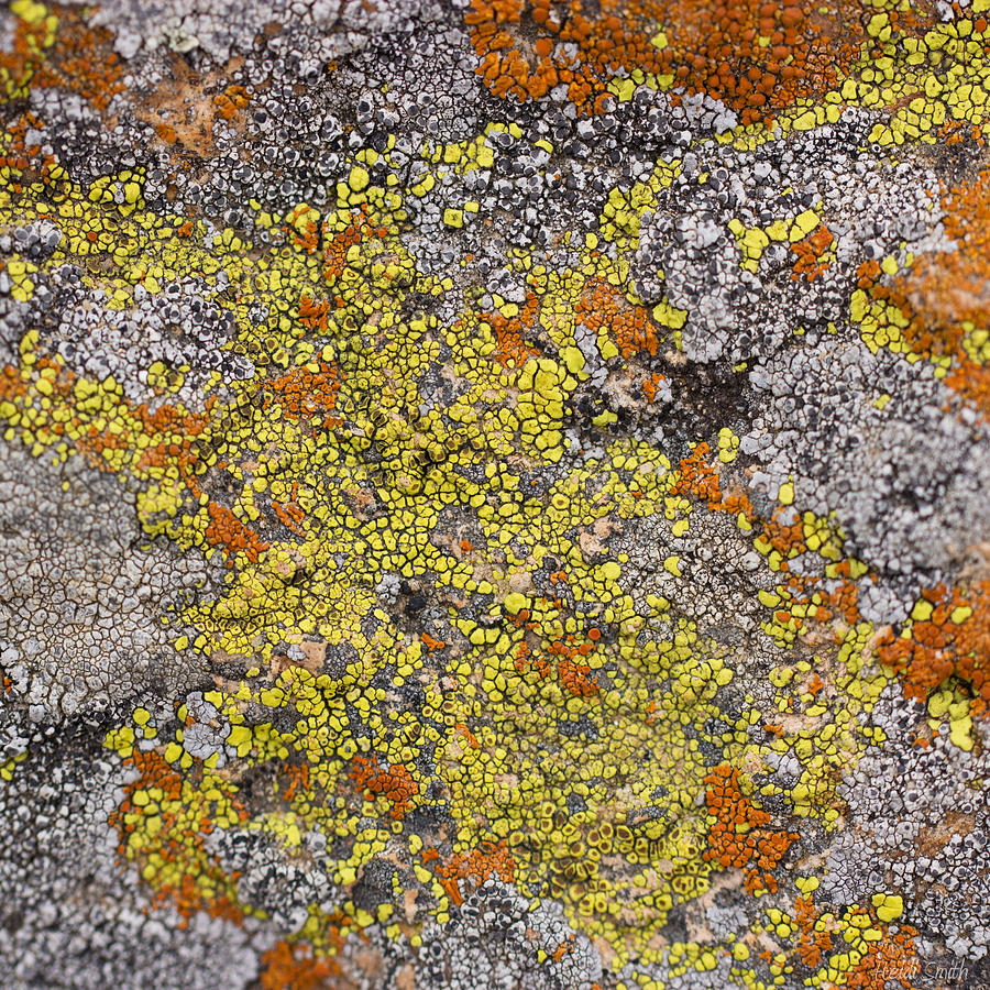 Lichens Photograph by Heidi Smith