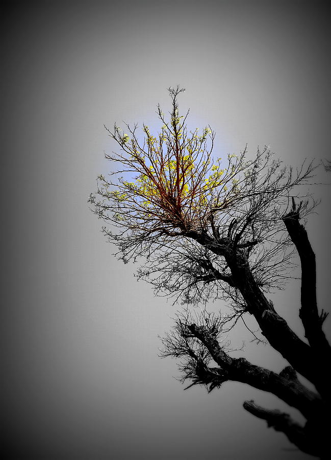 Tree Photograph - Life after death by Marwan Hasna - Art Beat
