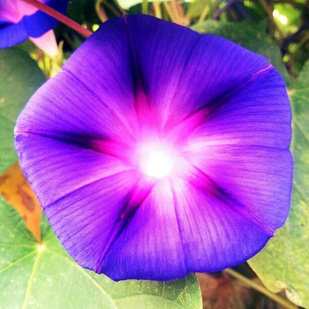 Nature Photograph - Life #beauty #flower #nature #purple by Lovely Malliha