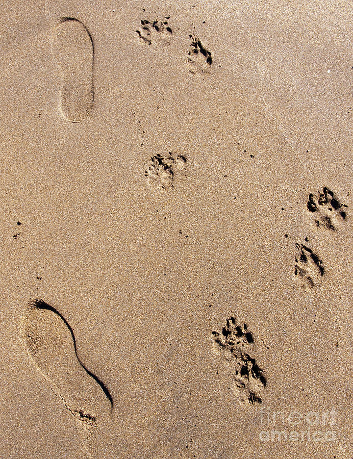 Footprints Mans Best Friend Photograph by Glenn Gordon