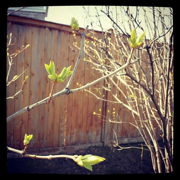 Life Is Blooming. Spring 2012 Photograph by Jess Gowan