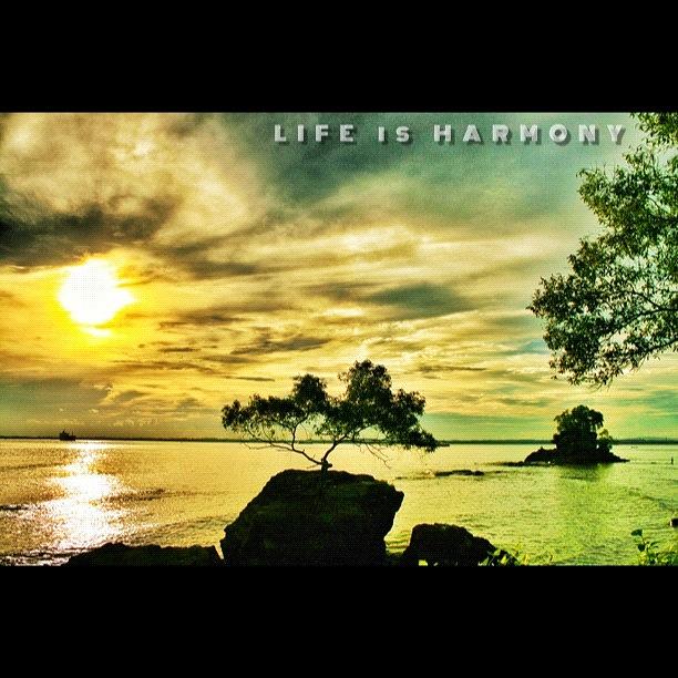 Life Is Harmony Photograph by Martin Lee