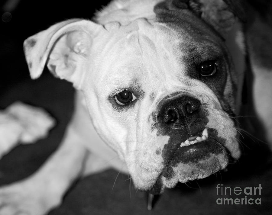 Dog Photograph - Life is Rough by Leslie Leda