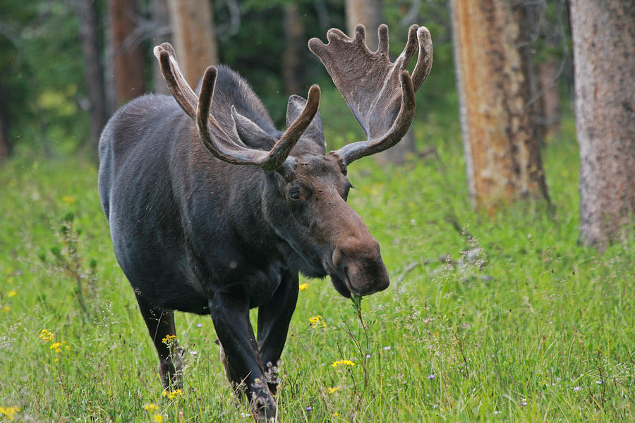 Life of a Moose Photograph by Linda Bisbee - Fine Art America