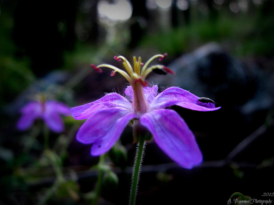 Life on a Purple Wild Geranium Photograph by Aaron Burrows