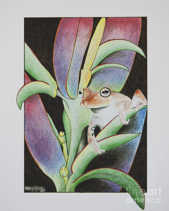 Treefrog Drawing - Life Out Loud by Tracy L Teeter Treefrog Drawing - Life Out Loud by Tracy L Teeter