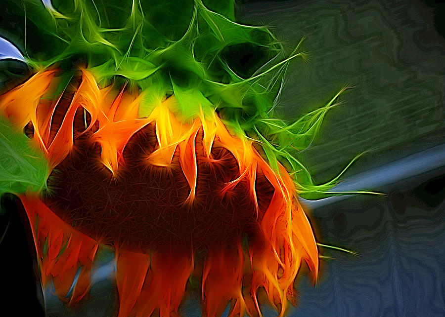 Lifeless Sunflower Photograph by Trudy Wilkerson