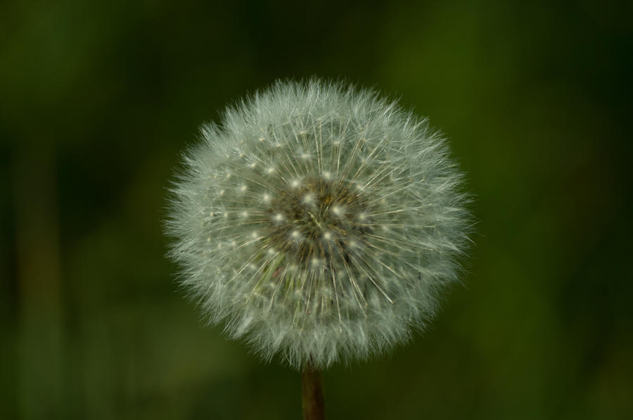 Dandelion Photograph - Light and Fluffy by Travis Crockart