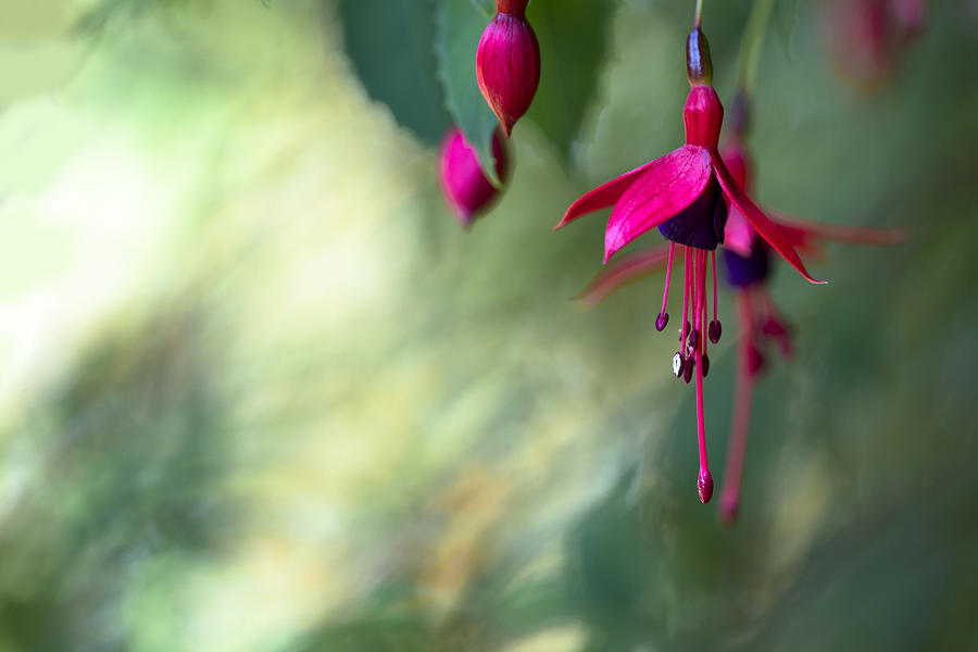 Fuchsia Magic Photograph by Steven Poulton