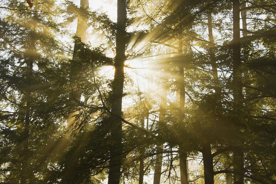 Light Beams Shining Through Trees And Fog Photograph by Keith Webber Jr ...