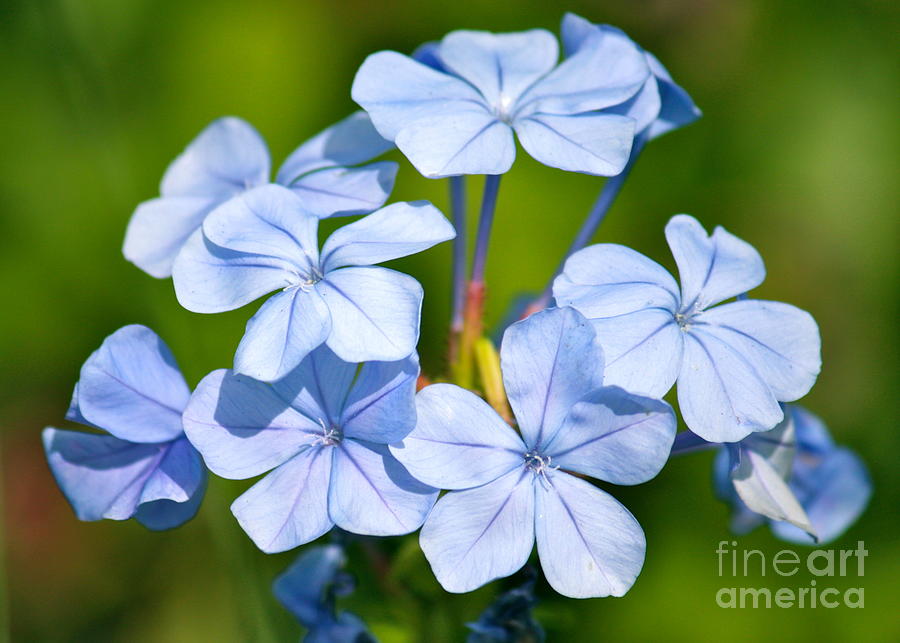Light Blue Plumbago Flowers Photograph by Carol Groenen