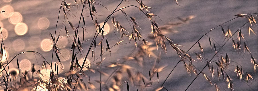 Light bubbles and grass 2 Photograph by Jocelyn Kahawai
