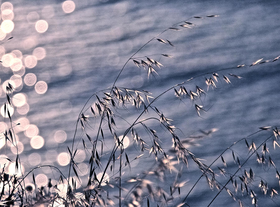 Light bubbles and grass Photograph by Jocelyn Kahawai