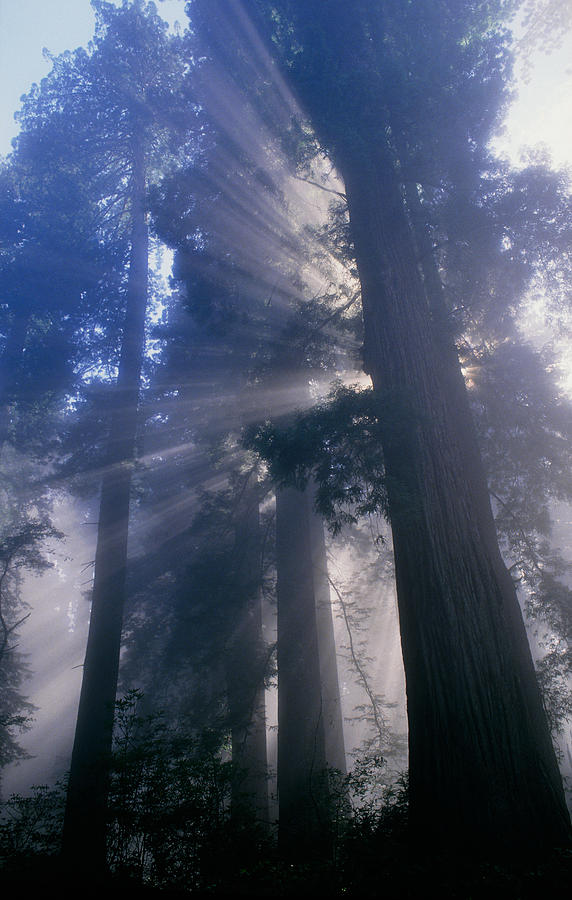 Nature Photograph - Light Coming Through Redwood Trees. by Kaj R. Svensson