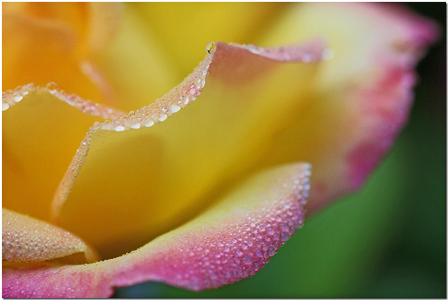 Flowers Still Life Photograph - Light Dew by Chet King
