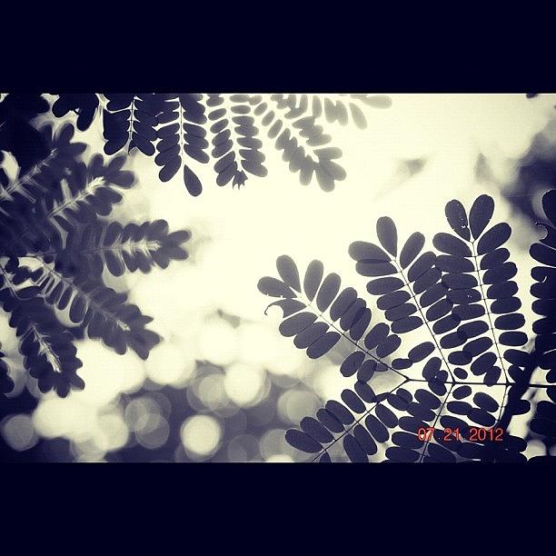 Nature Photograph - #light #leaves #tree #nature #botany by Priya Parikh